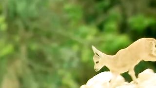 Kid vs fox