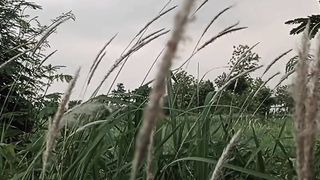 stori wa viral