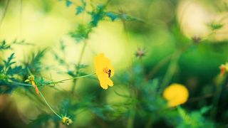 Little hiney bee