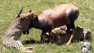 13 Scary Moments Wild Animals Attack their Prey