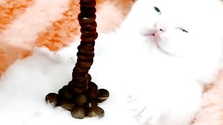 Caught on camera: these mischievous felines unleashing their inner comedians! ???????? #CatComedyHour #PawsitivelyHilarious