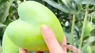 Mango lovers