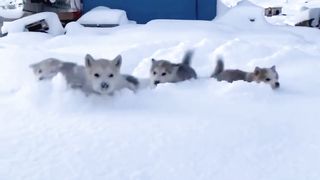 See these adorable puppies:)#naturegrace #shorts #viral #ytshort