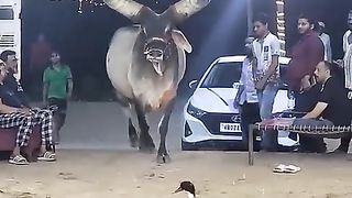 Father most biggest kankarej ox of west bengal