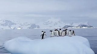 How do penguins spend time in Antarctica?