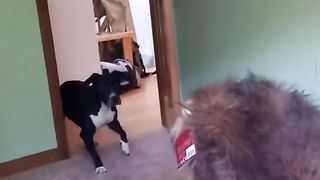 Funny Dog Viral Video 96