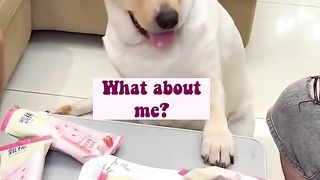 he funniest smart Labrador dog ????????❤️