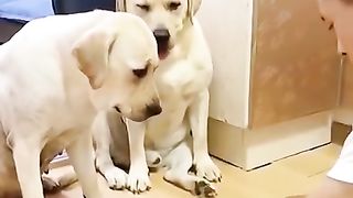 Smart dog video 2021 #shorts #Dog #smartdog training