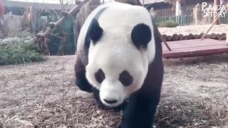 Panda Funny Moment Videos Compilation 2
