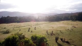 Kangaroo Boxing Fight | Life Story