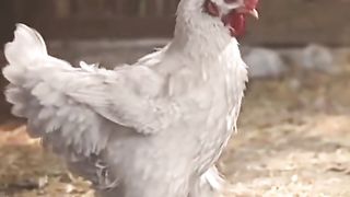 How to get amazing ???? funny ???????? to make