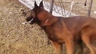 How to traning dogs ???? eating amazing ????????