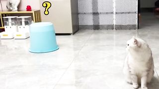 How to get dog ???? eating amazing ???????? looks good ????