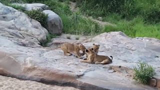Lion cubs playing on safari Jock Safari Lodge ...
