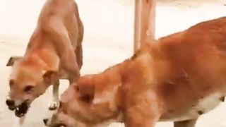 Dog funny vedio
