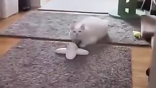 Cat getting massaged by a toy
