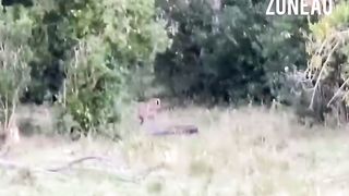 PYTHON CONSTRICTS LEOPARD AS IT FIGHTS BACK!
