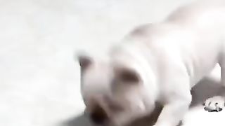 Compilation de chiens drôles vidéos de chiens vidéos drôles 2021.
