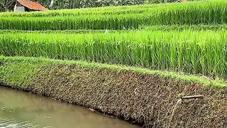 The Natural Beauty of Beautiful Green Rice Fields