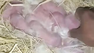 RABBITS FARMING IS EMERGING BUSINESS IN PAKISTAN .  A CUSTOMER IS UPDATING NEWLY BORN BUNNIES INFORMATION TO HIS MERCHANT