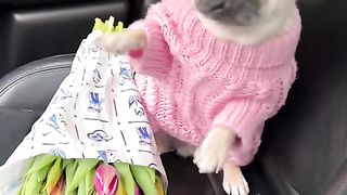 Loulou thé pug's version off flowers from smiley cyrus