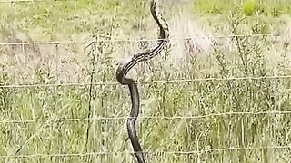 Snake gets a taste of electric