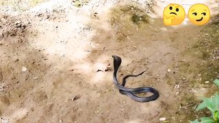 See How moongoose defeat the huge black cobra