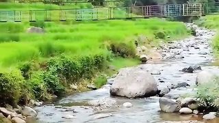 the beauty of the natural view of the river in the middle of rice fields
