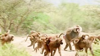 A group of monkeys fight to become leader
