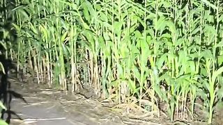 Amazing videos vol 104