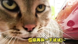 猫打架能有多上头，不服就干！
