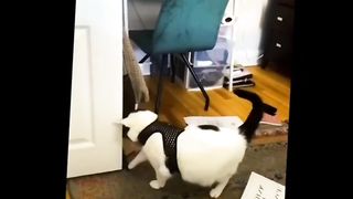 funny pets 7