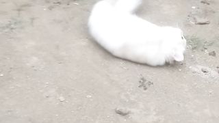 Cat animal 2