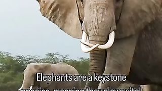 Elephants are a keystone