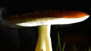 Fungi kay spors