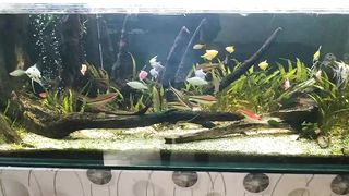 Aquascape 5