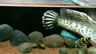 Aquascape 6