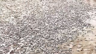 Why these fish are