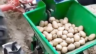 Potato planter