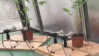Sounds from plants during tention