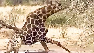 The Giraffe slept
