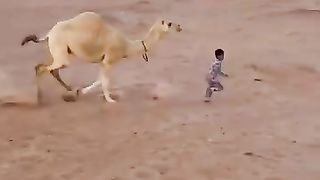 Angry camel