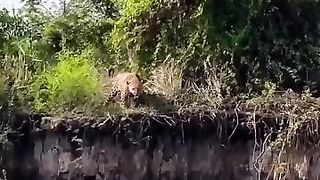 The danger in the jungle