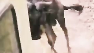 The fight between lion and buffallow