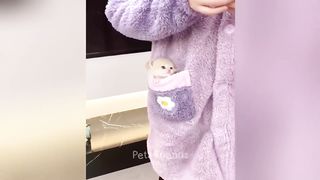 Nouveaux animaux drôles 2023 ???? Vidéos de chats et de chiens les plus drôles ???????? Partie 4