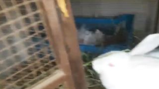 CHECK OUT WEIGHT OF 1MONTH OLD NEW ZEALAND WHITE RABBITS