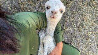 The FUNNIEST Animal Videos of 2023! ???? It's Hard Not to Laugh