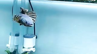Aquascape 7