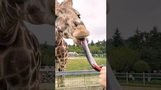 Funny And Cute Animal Videos Try Not To Laugh Or Smile