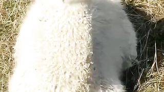 Amazing videos vol 110